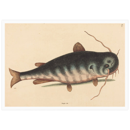 The cat fish, by Mark Catesby