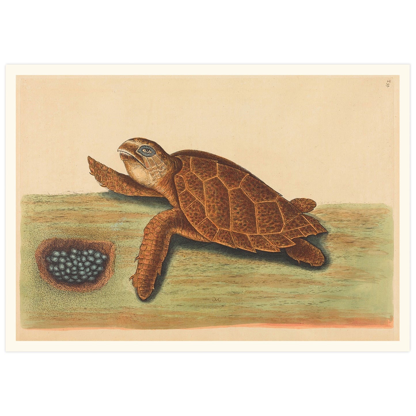 La tortue à bec de Hawks (Testudo caretta), par Mark Catesby