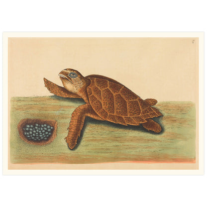 La tortue à bec de Hawks (Testudo caretta), par Mark Catesby