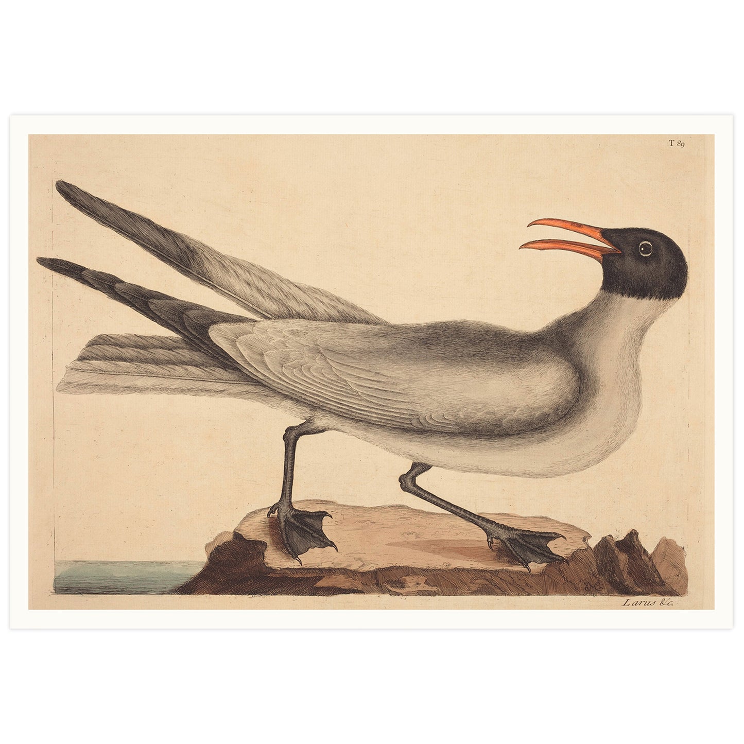 Affiche Mark Catesby "Laughing Gull"