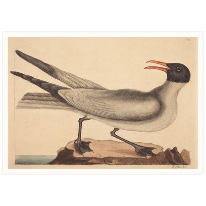 Affiche Mark Catesby "Laughing Gull"