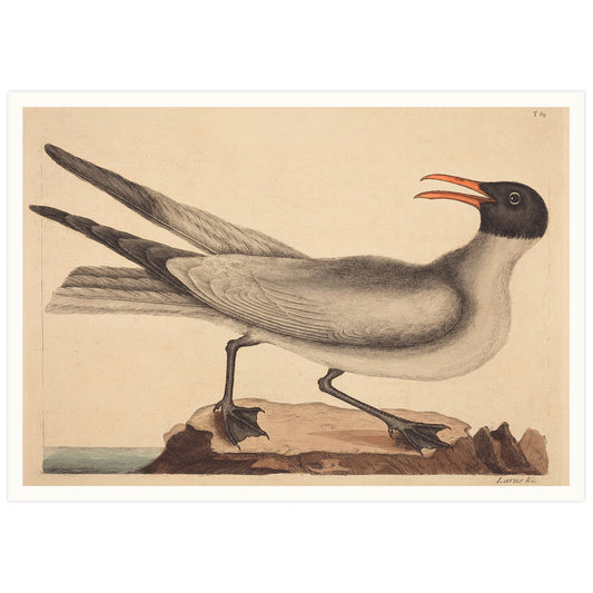 The Laughing Gull (Larus articilla), by Mark Catesby
