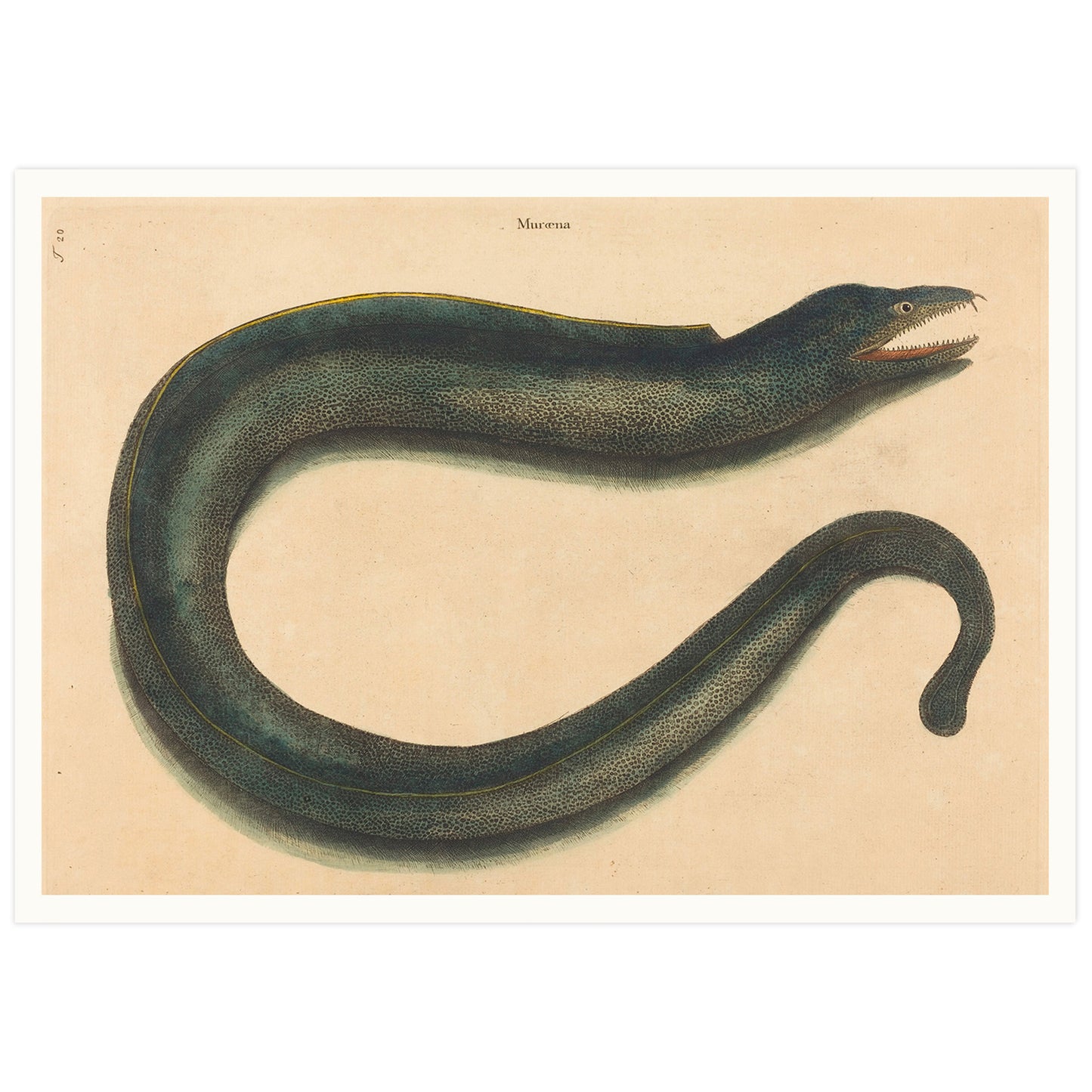 Affiche histoire naturelle Mark Catesby "Muray (Muraena helena)"