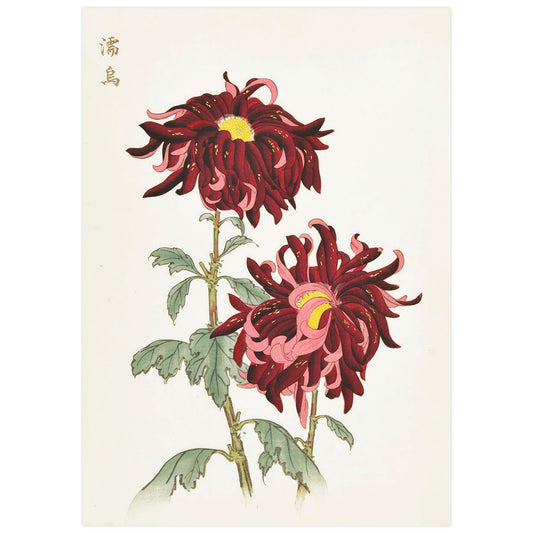 Japanese woodblock print from One Hundred Chrysanthemums by Hasegawa Keika