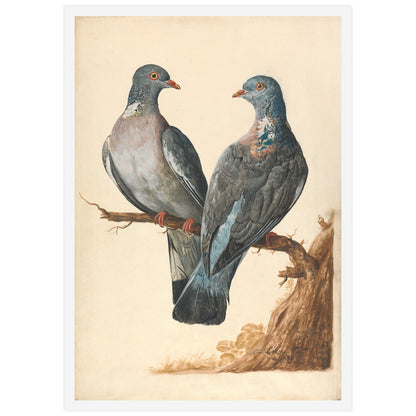 Affiche Charles Collins "Pigeons Ramiers"