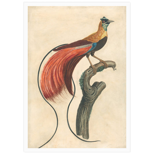 Paradisier à plumes rouges, John Collet