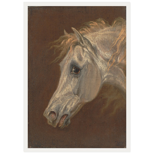 Tête d'un cheval arabe gris par Martin Theodore Ward