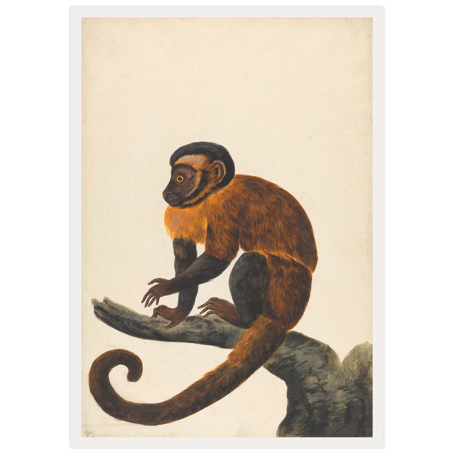 Capuchin monkey