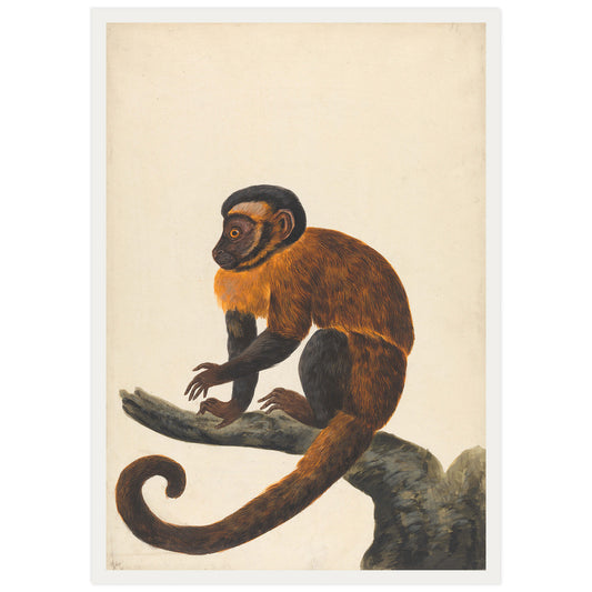 Singe capucin