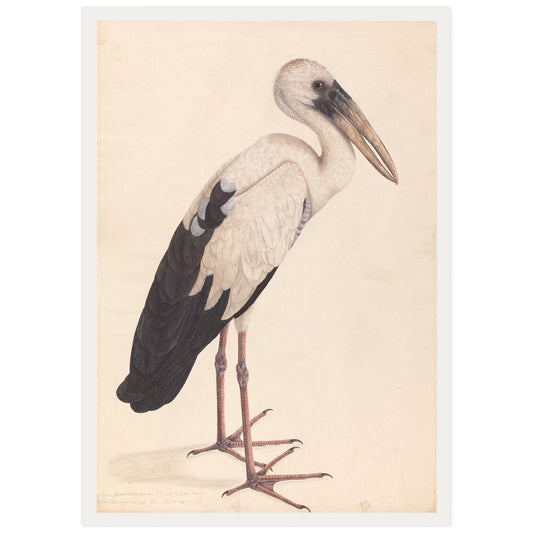 High definition print of an Indian Asian Openbill Stork Watercolor