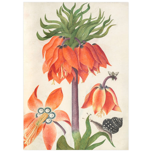 Orange fritillaria imperialis (couronne impériale)