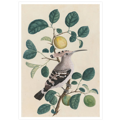 Huppe fasciée sur une branche d'arbre à agrumes, ch. 1800. Inde
