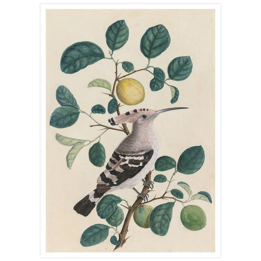 Hoopoe on a Citrus Tree Branch, c. 1800. India