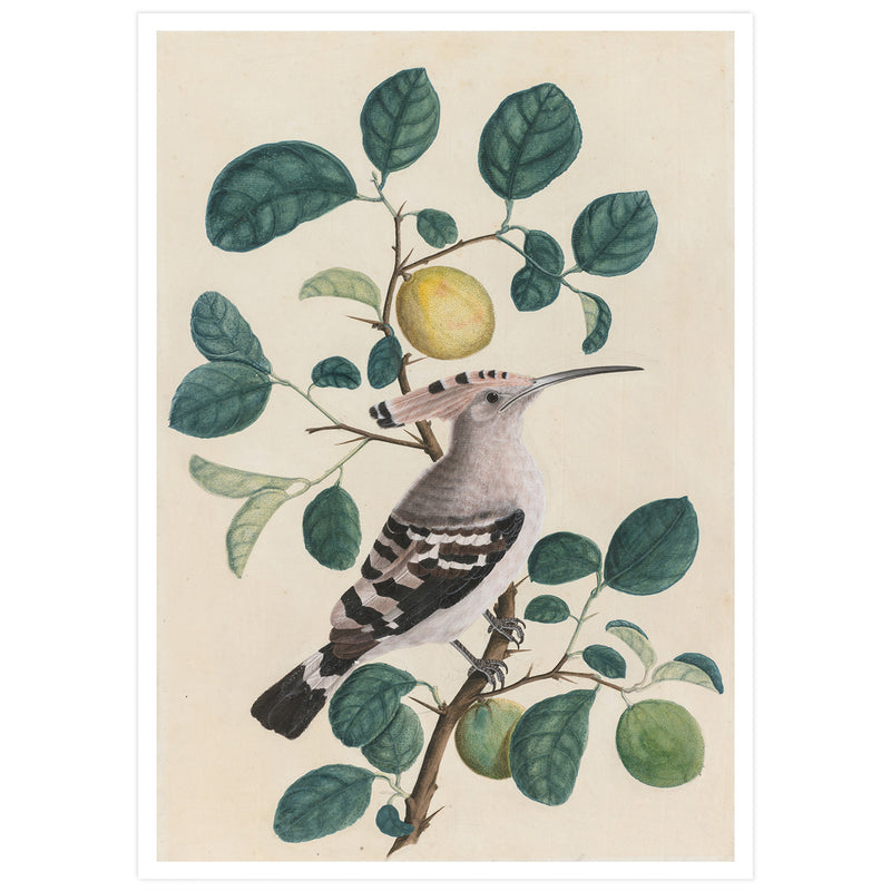 Vintage animal prints - Restored Natural History plates | Wallango