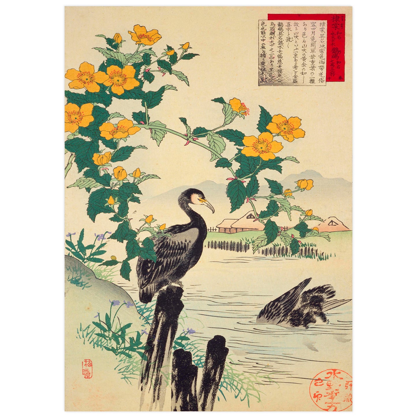 Kerria japonaise et cormorans