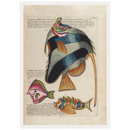 Vintage french illustration of fishs