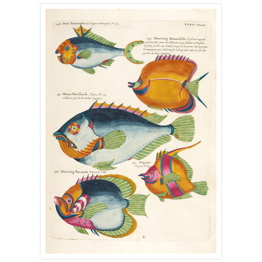 Vintage french illustration of fishs