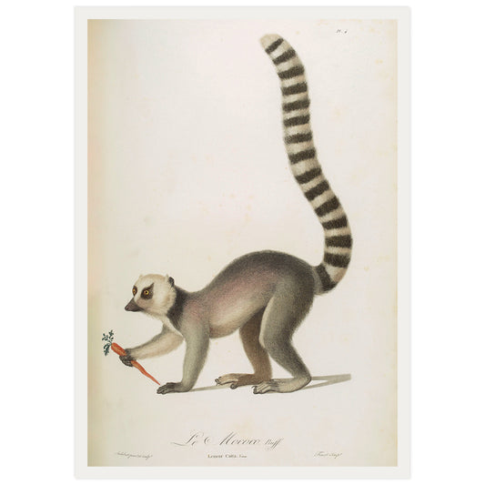 Illustration française vintage d'un lémurien