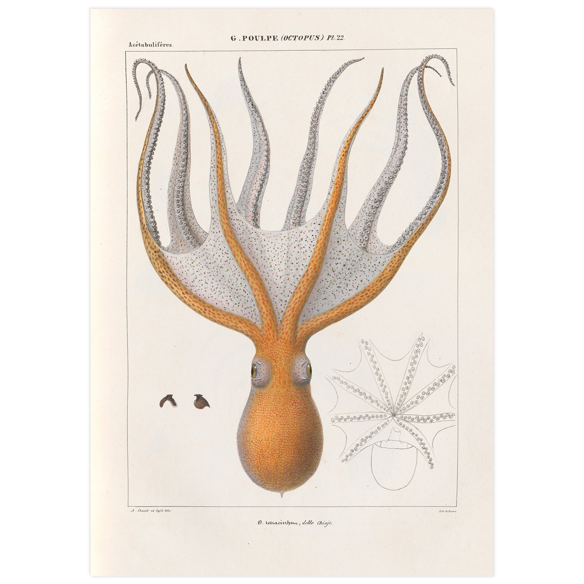 Vintage octopus illustration poster featuring a detailed marine biology illustration of an orange octopus with tentacles spread, against a light background