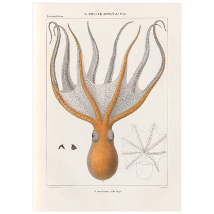 Vintage octopus illustration poster featuring a detailed marine biology illustration of an orange octopus with tentacles spread, against a light background