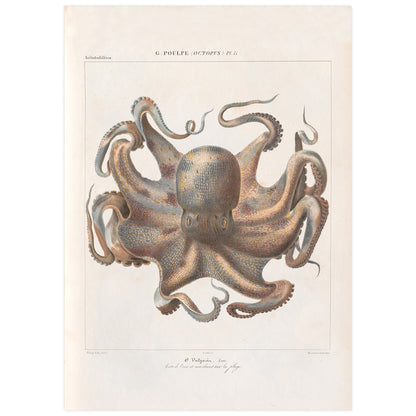 Vintage French illustration of an octopus
