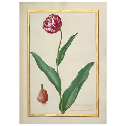 Tulip