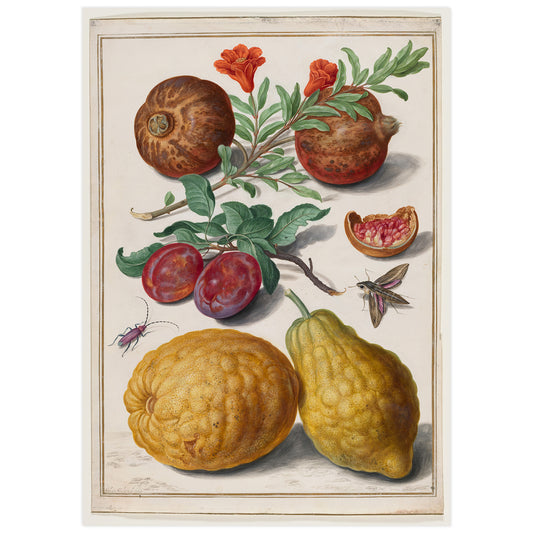 Pomegranate fruit, plum, citron, privet sphynx and beetle, Johann Walter