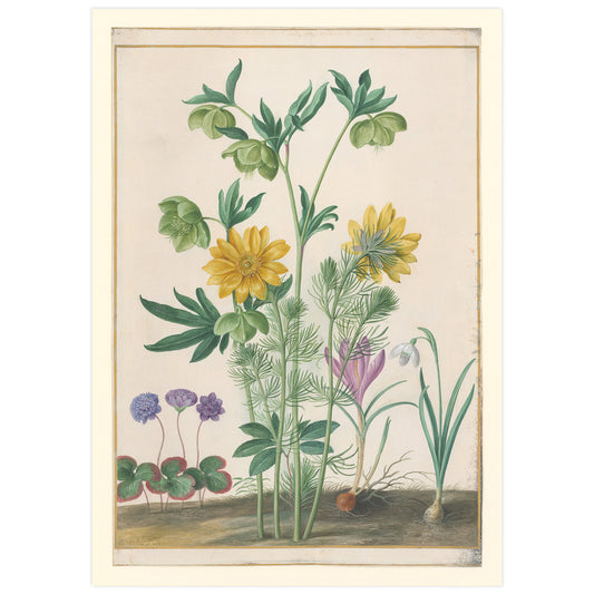 Hebebore, Jerusalem artichoke flower, liverwort, colchicum and snowdrop, Johann Walter