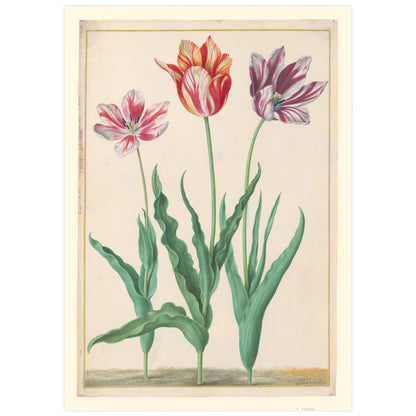 Tulipes horticoles, Johann Walter