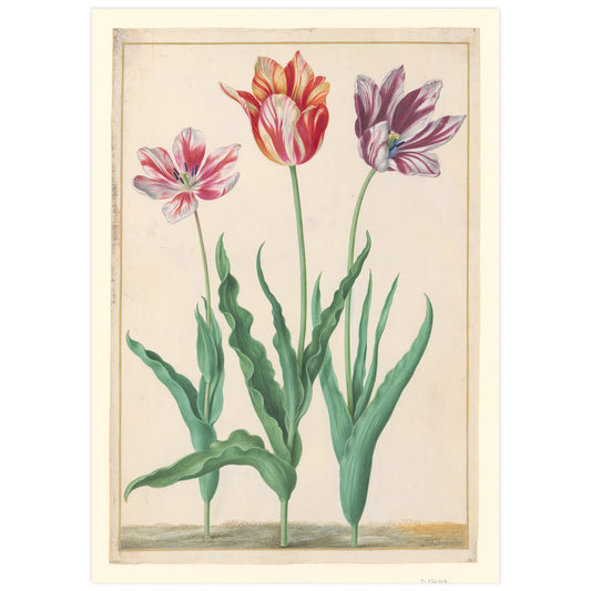 Horticultural tulips, Johann Walter