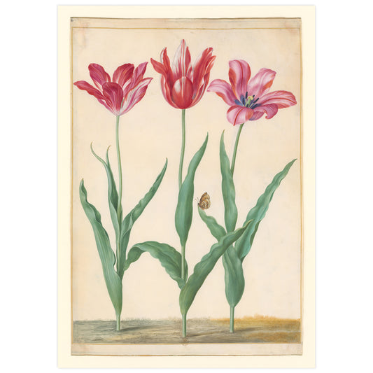 Horticultural tulips and Lycaena, Johann Walter