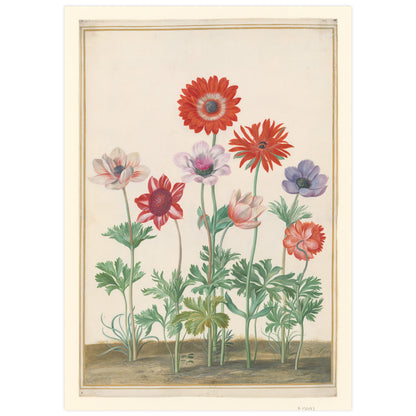 Les anémones du fleuriste, Johann Walter