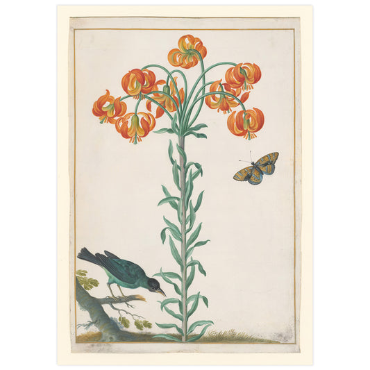 Lily, emerald guit-guit