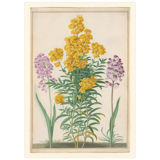 Orchids and yellow wallflowers, Johann Walter
