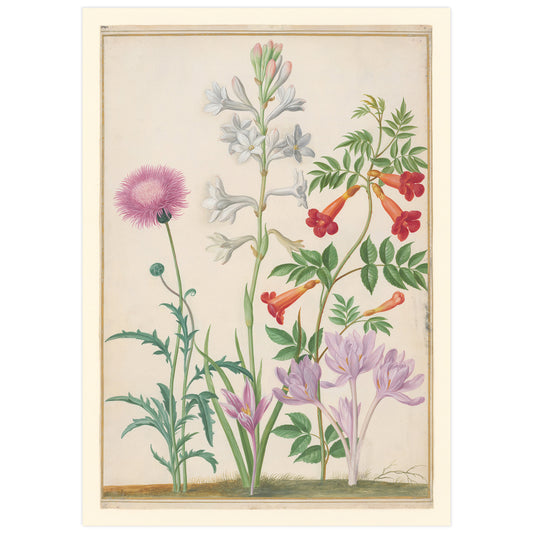 Vintage botanical print by Johann Walter