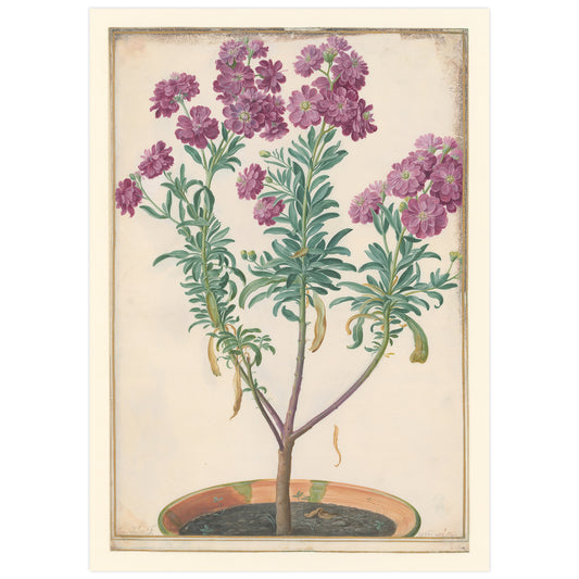 Pink-flowered wallflower, Johann Walter