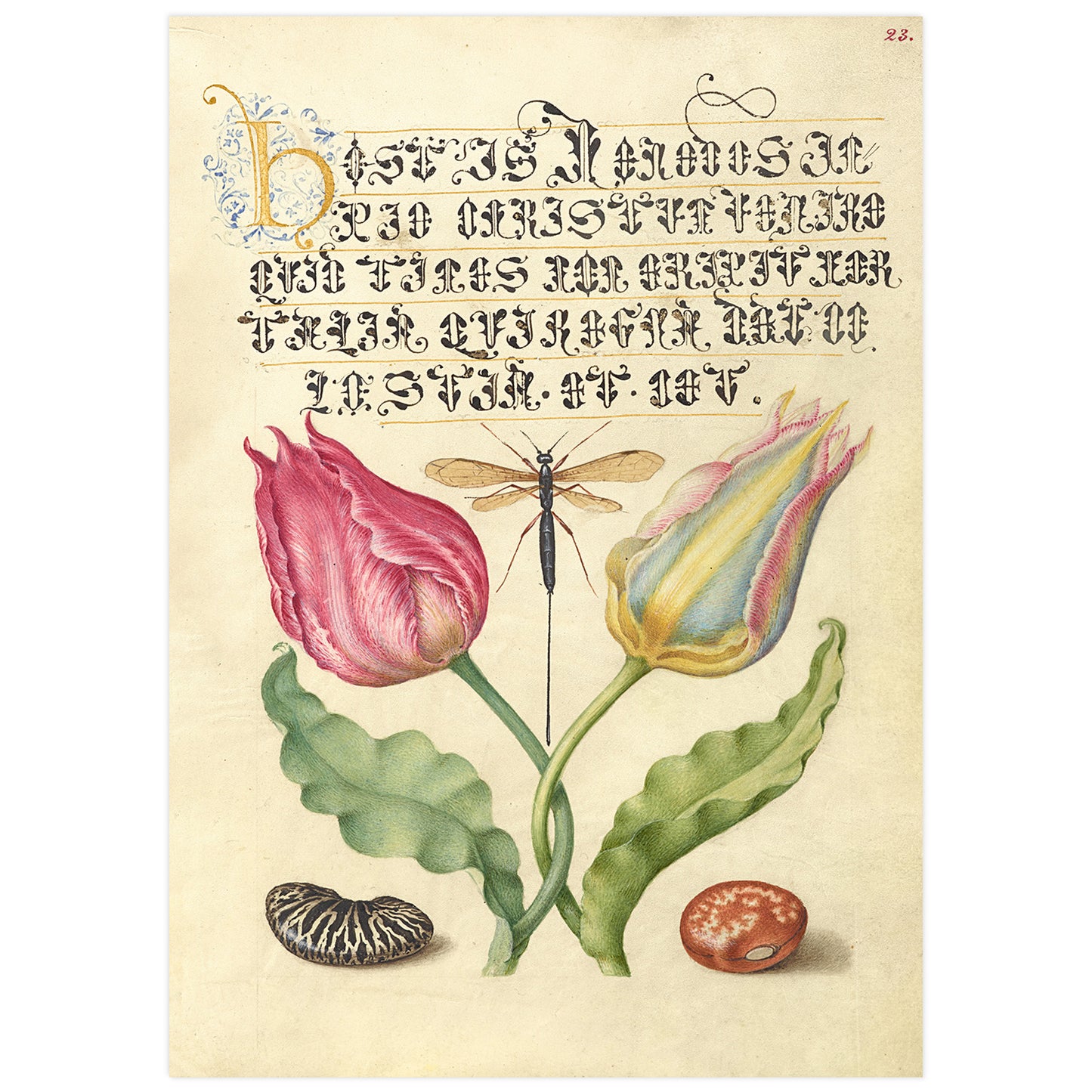 Gesner'sTulip, Ichneumon Fly, Kidney Bean, and Scarlet Runner Bean