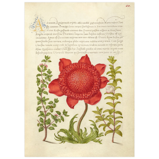 Thym basilic, anémone coquelicot et myrte