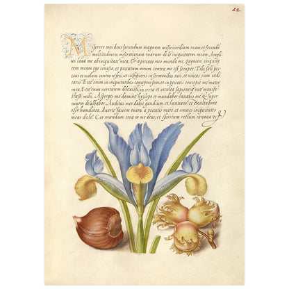 Châtaignier espagnol, iris anglais et aveline européenne