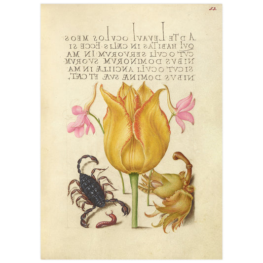 Tulip and scorpion