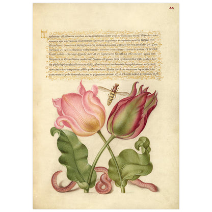 Tulipes, insectes et vers