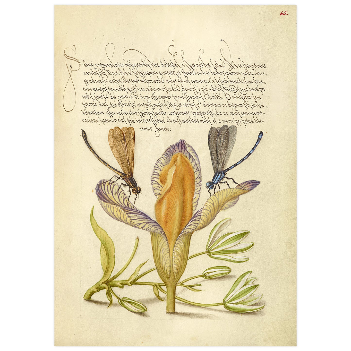 Damselflies, Spanish Iris, and Star-of-Bethlehem