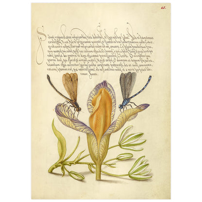 Damselflies, Spanish Iris, and Star-of-Bethlehem