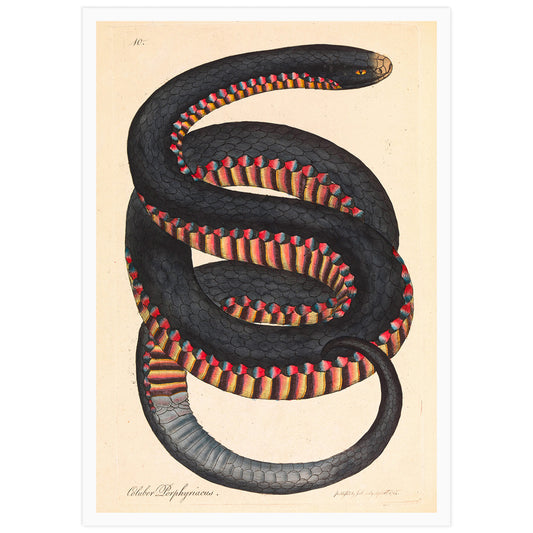 print of a hand coloured engraving made by James Sowerby for George Shaw's Zoology of New Holland Vol. 1, published in 1794.