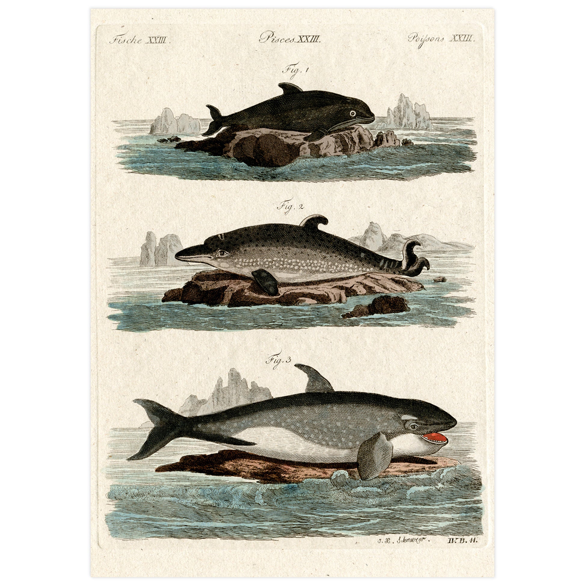 print of a 18th century copper plate engraving with aquatint by german artist Jacob Xaver Schmuzer.