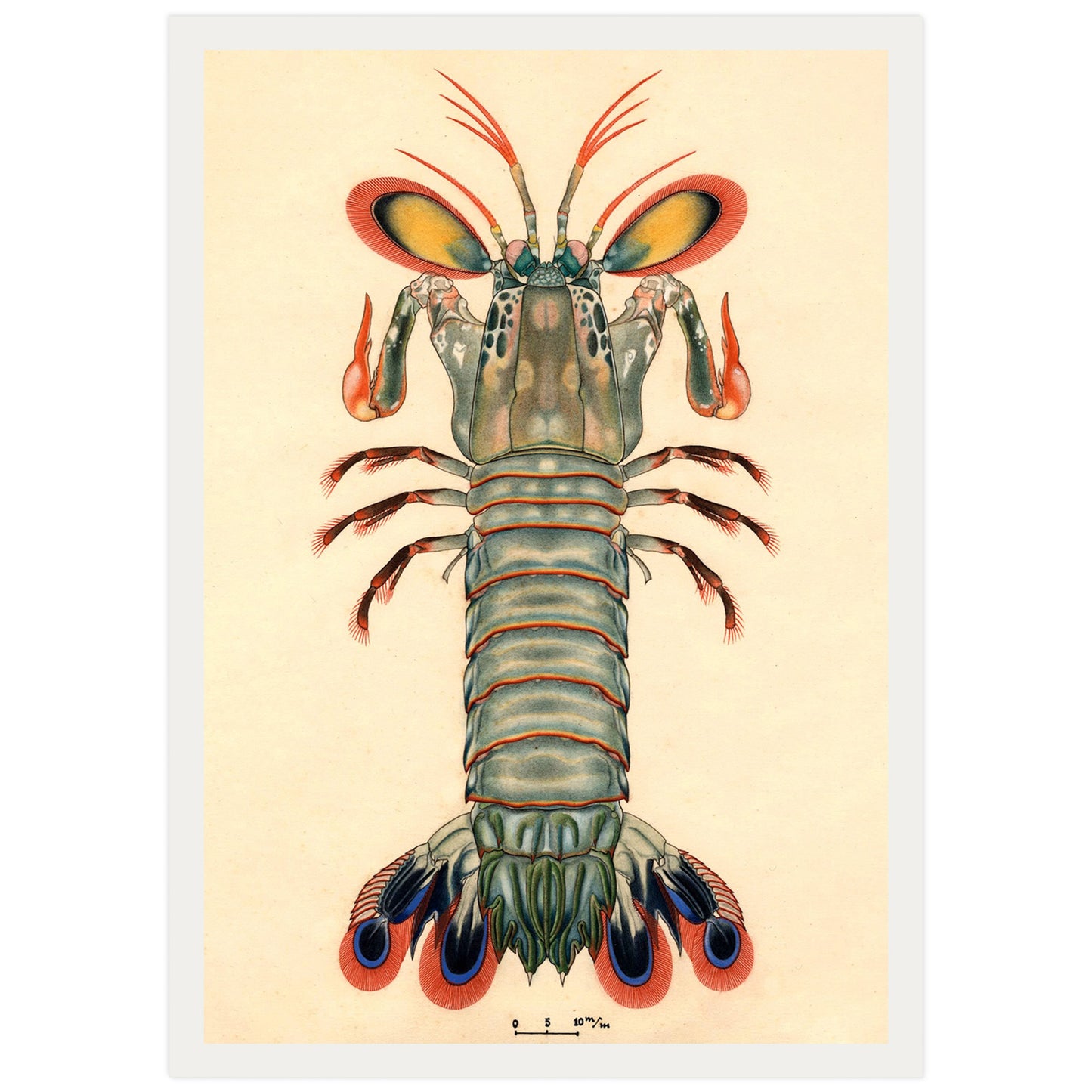 Crevette Mantis Paon