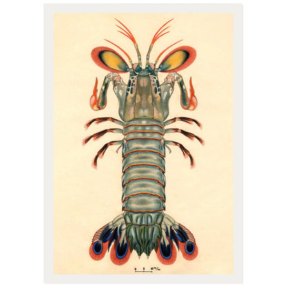 Crevette Mantis Paon