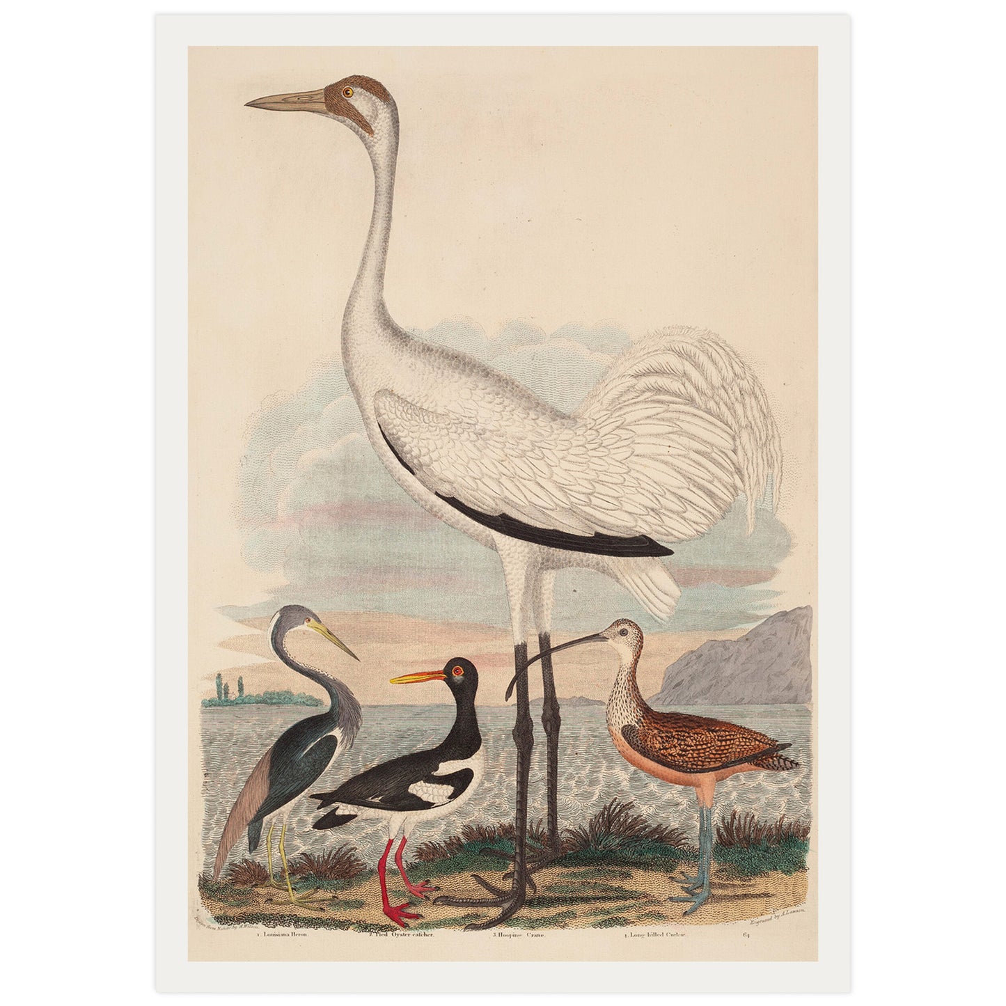 Héron de Louisiane, Huîtrier pie, Grue cendrée et Courlis à long bec, par John G. Warnicke