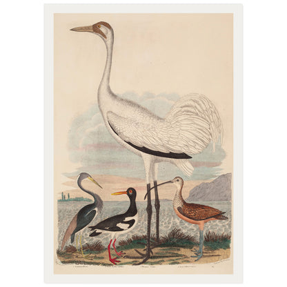 Héron de Louisiane, Huîtrier pie, Grue cendrée et Courlis à long bec, par John G. Warnicke