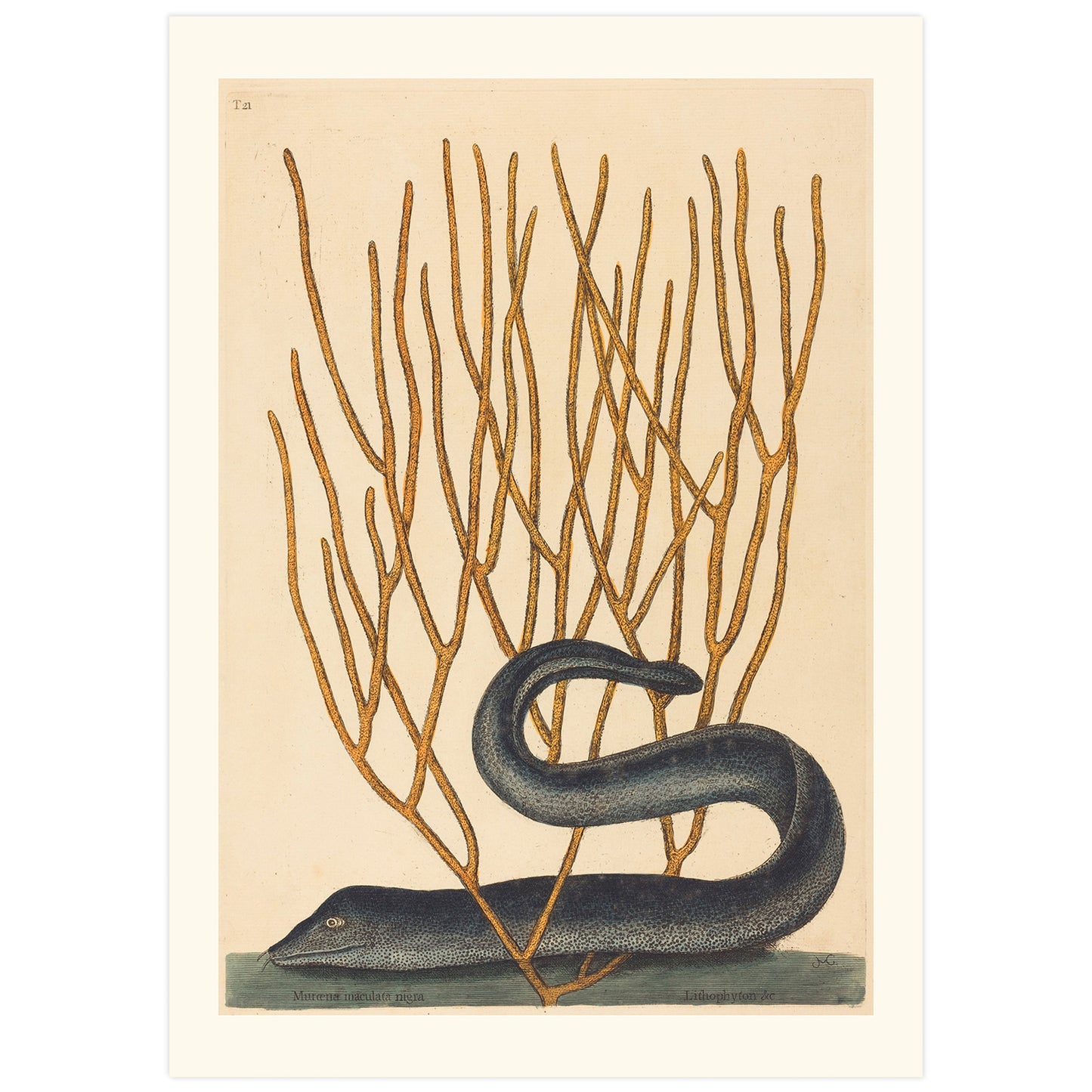 Affiche d'Histoire Naturelle Mark Catesby "Murène congre marbrée"
